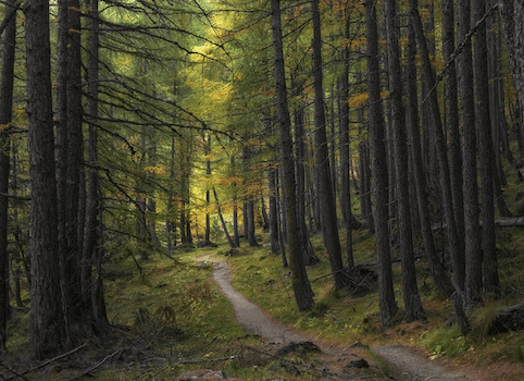why-are-forest-schools-important